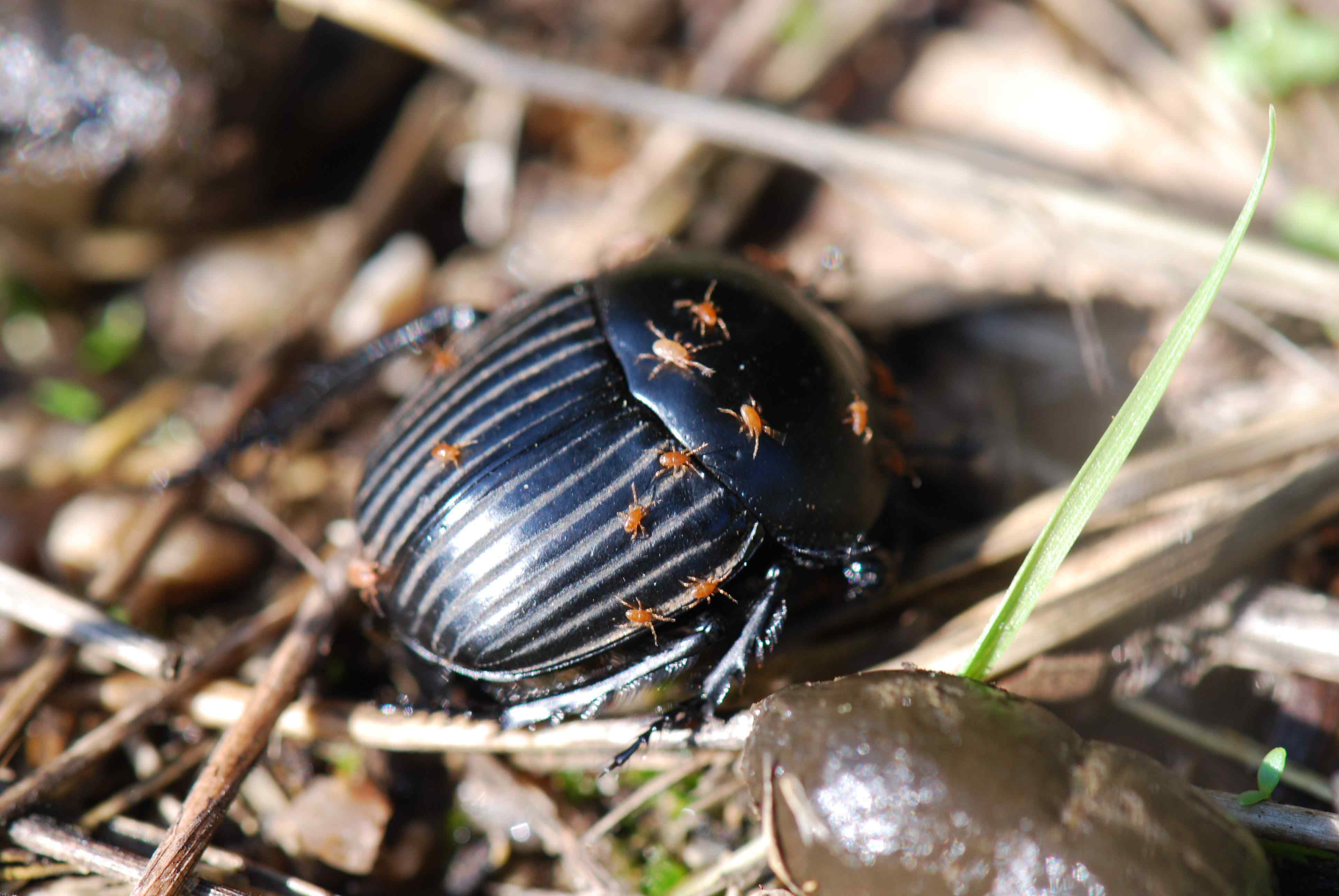 Scarabaeus? S. laticollis